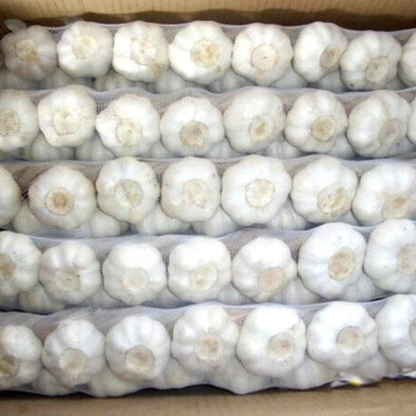 White Skin Fresh Garlic Braid White Skin Fresh Garlic Braid