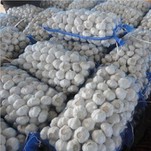 2021 m. naujas baltas šviežias česnakas